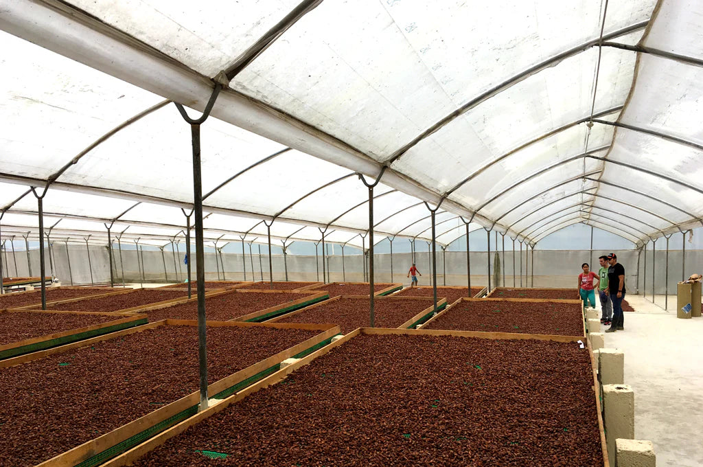 SOMA MR. SALAZAR COSTA ESMERALDA ECUADOR 70%, 65GR