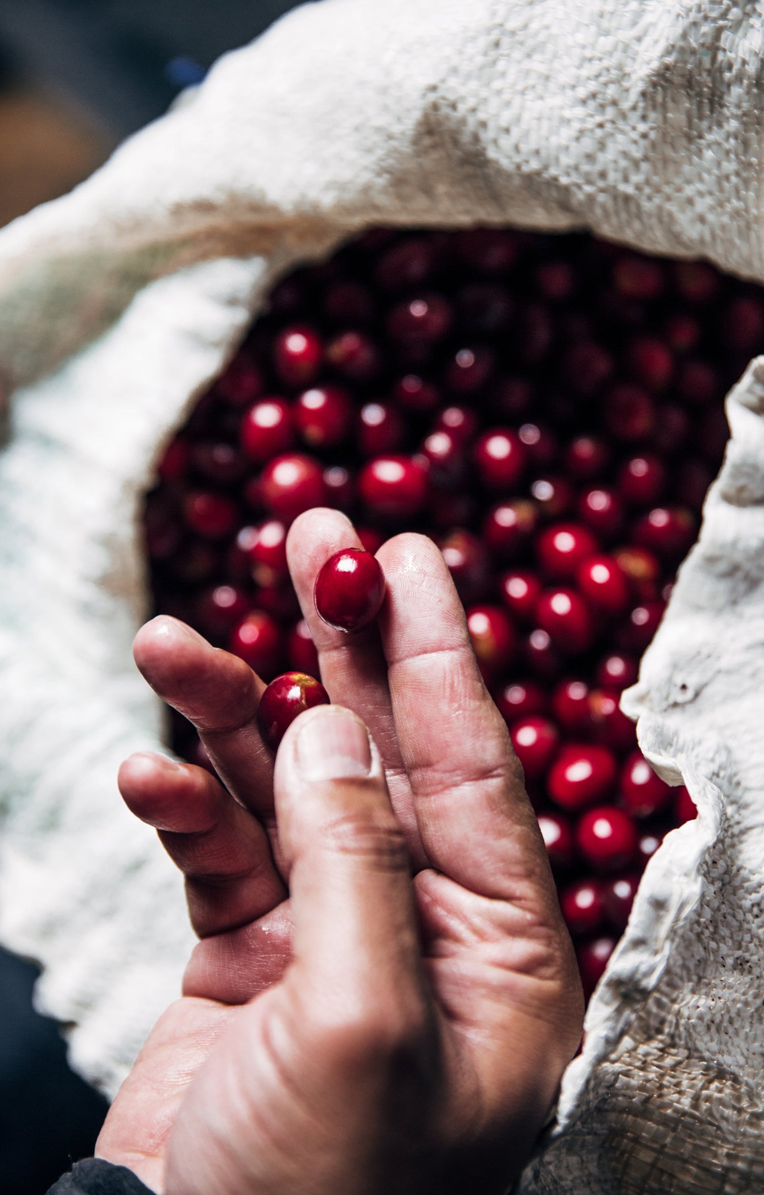 Sustainable Coffee