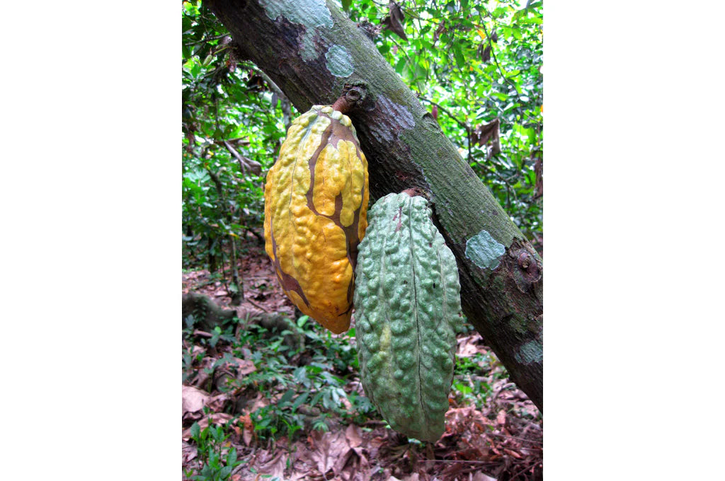 SOMA GUASARE VENEZUELA 70%, 65GR