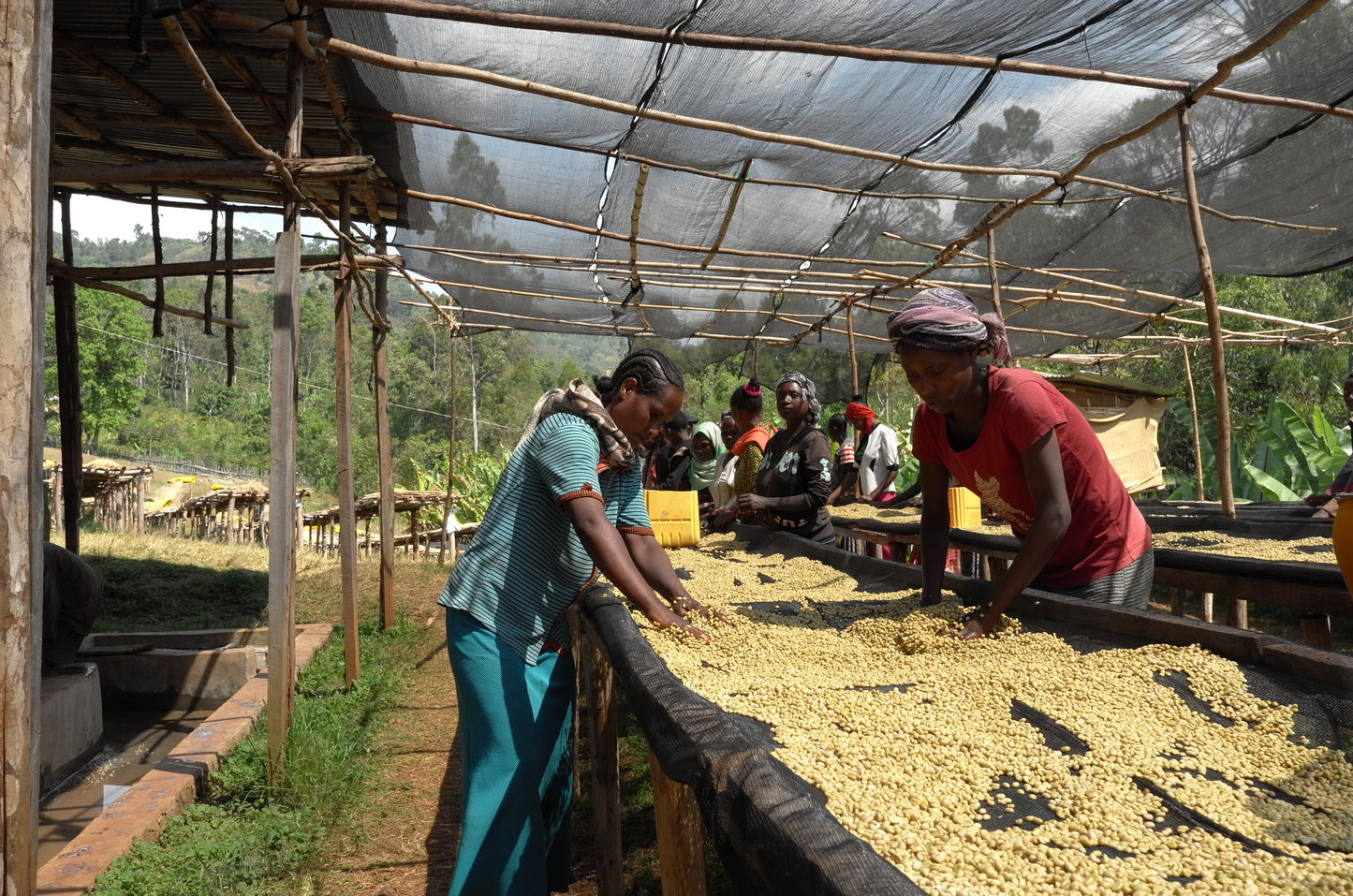Ethiopia - Heleanna Georgalis, Special Fermentation