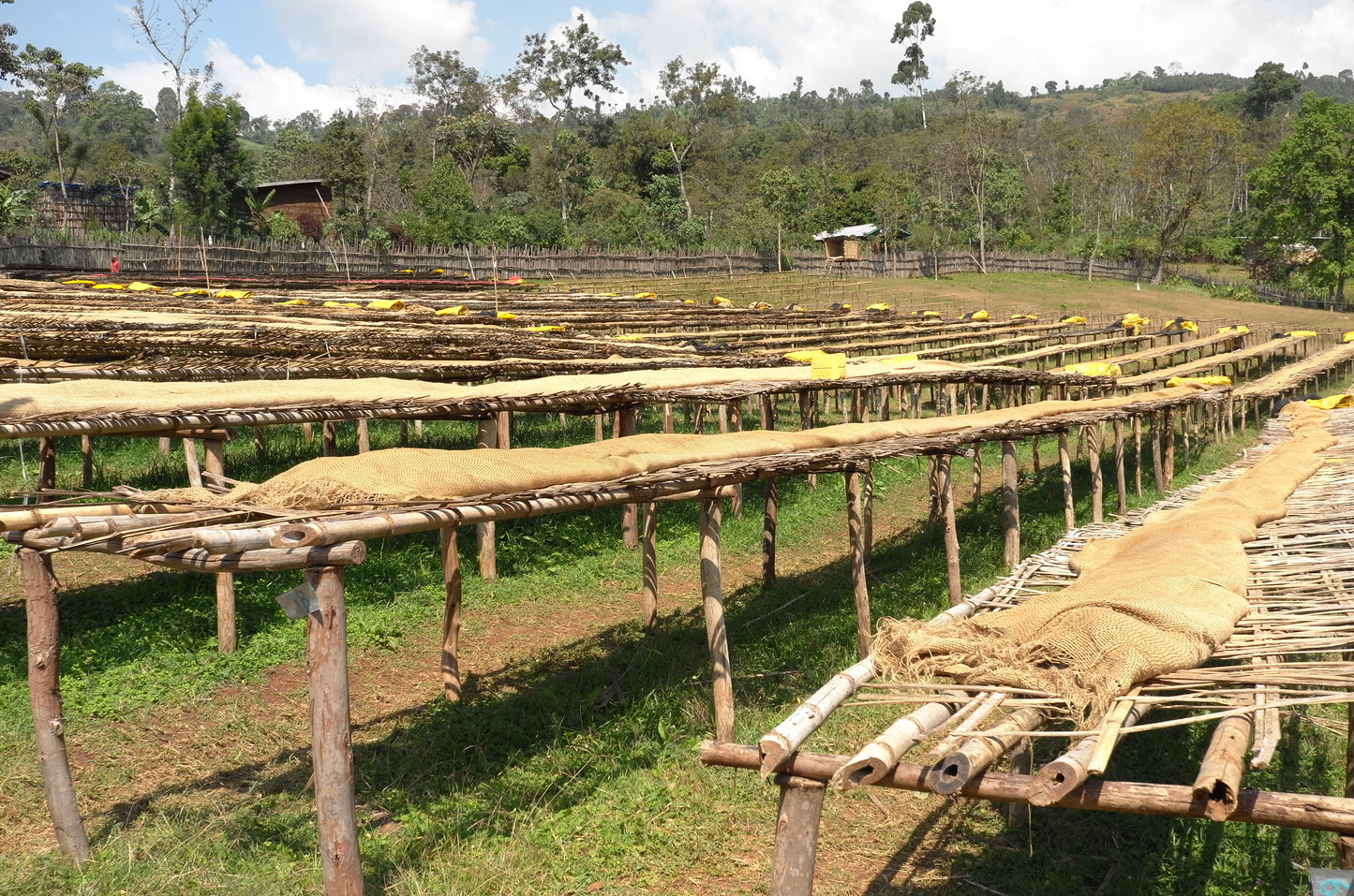 Ethiopia - Heleanna Georgalis, Special Fermentation