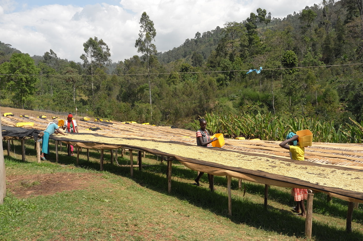 Ethiopia - Heleanna Georgalis, Special Fermentation