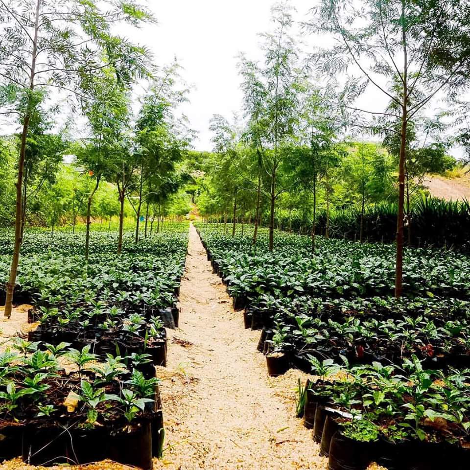 Pacamara Red Honey