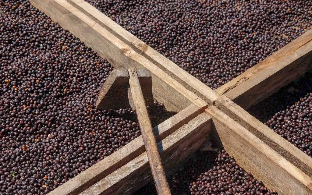 Pacamara Red Honey