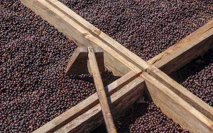Pacamara Red Honey
