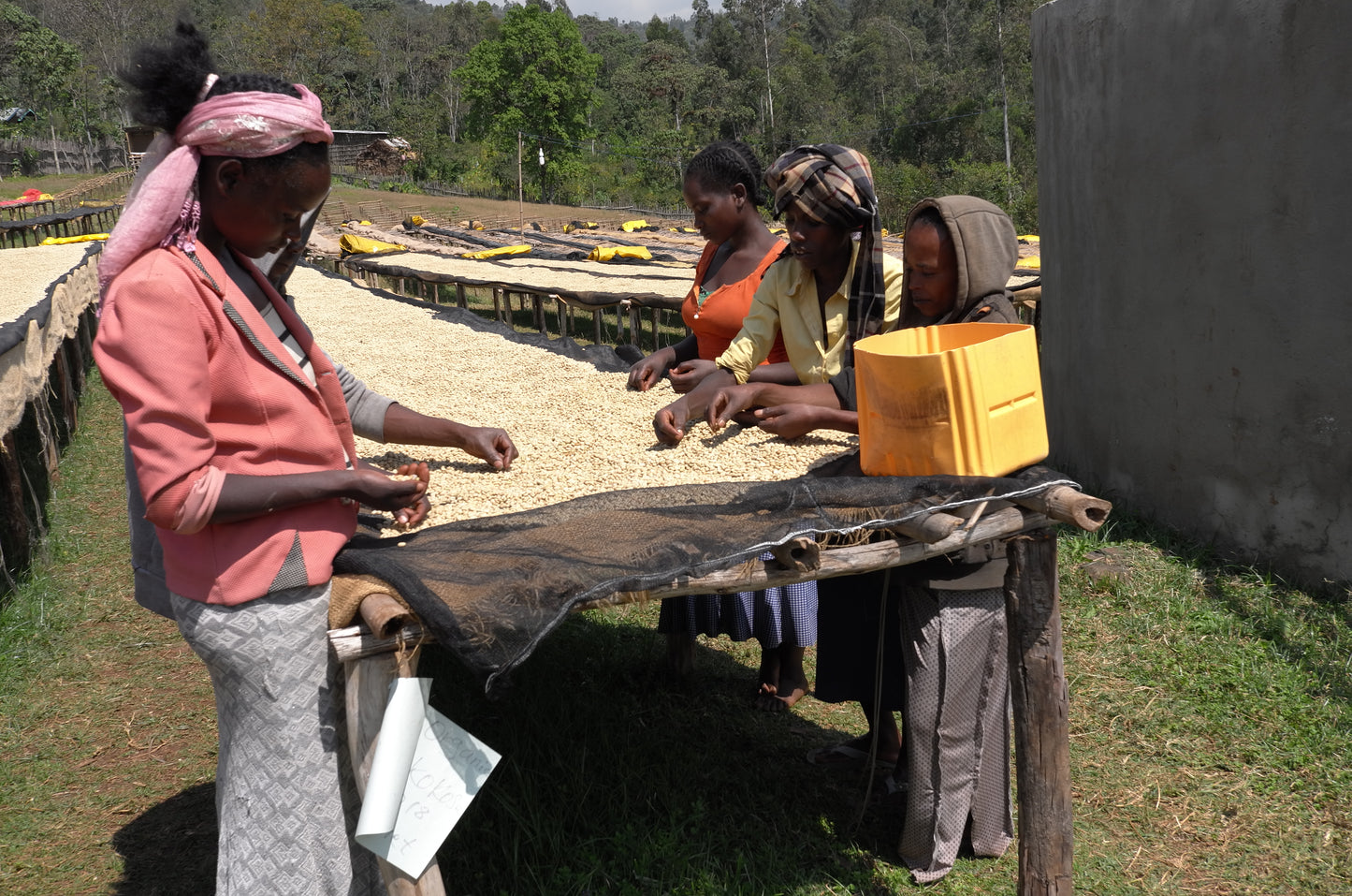 Ethiopia - Bensa Logita (Washed)